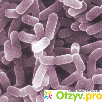 Норма Lactobacillus spp 