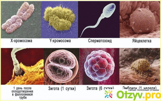 Мужские хромосомы. Y-хромосома на что оказывает влияние и за что отвечает? фото1