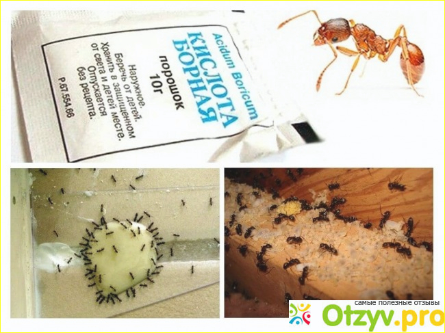3. Эффективность борьбы с муравьями.