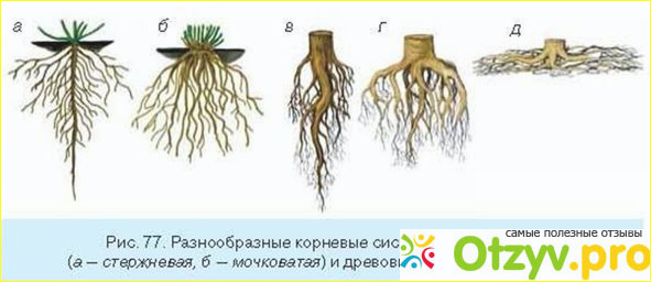 Видоизменение корней: таблица и характеристика фото1
