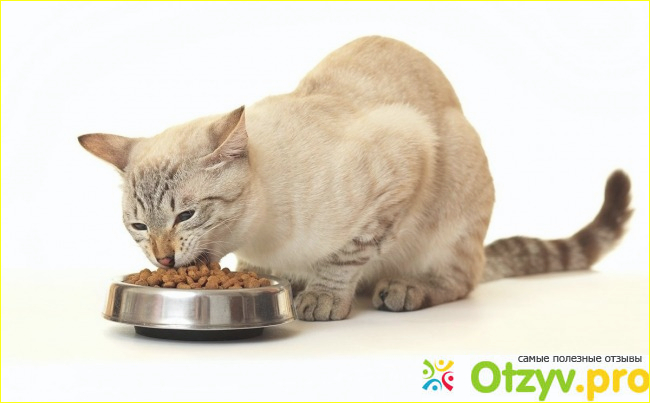 Особенности кормления кошки сухим кормом.
