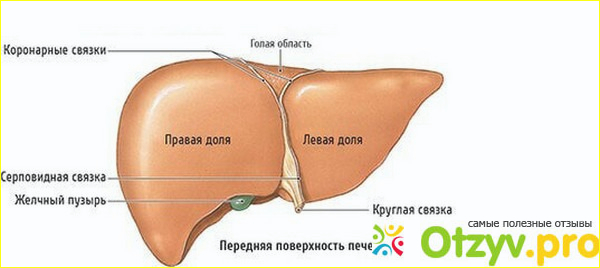 Что дает нам УЗИ?