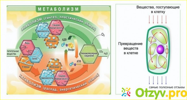 Как принимать?