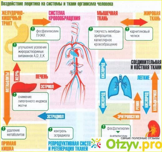 Отзыв о Лецитин