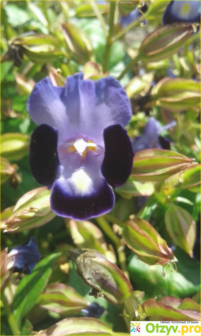 Торения (Torenia fournieri) фото6