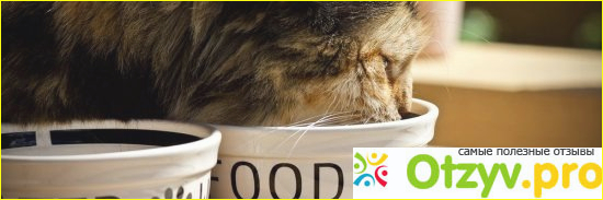 4) Хиллская научная диета для вашего котенка.