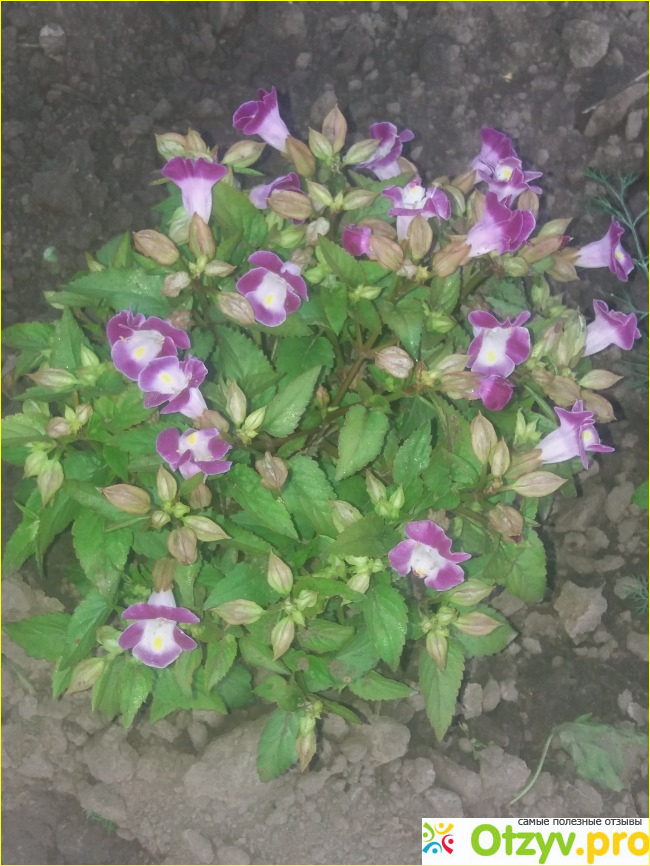 Торения (Torenia fournieri) фото2