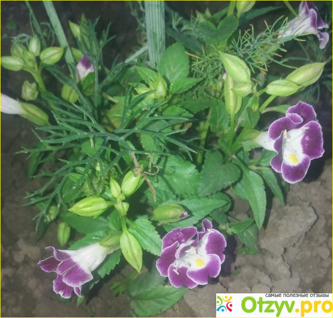 Отзыв о Торения (Torenia fournieri)