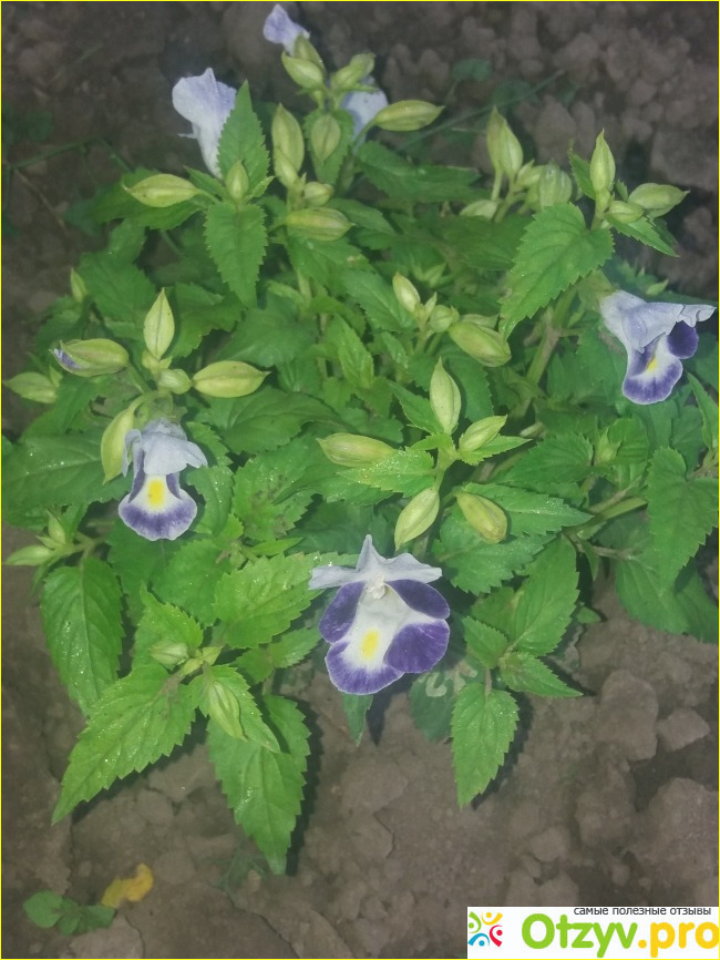 Торения (Torenia fournieri) фото3