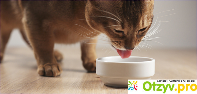 Преимущества и недостатки жидкого корма для кошек супер премиум класса 