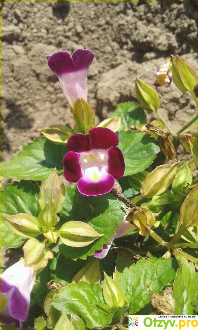 Торения (Torenia fournieri) фото7