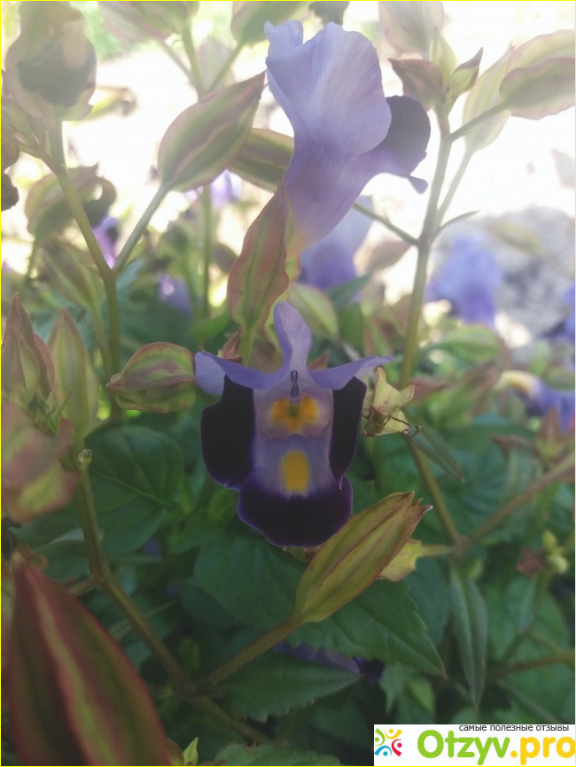 Торения (Torenia fournieri) фото8