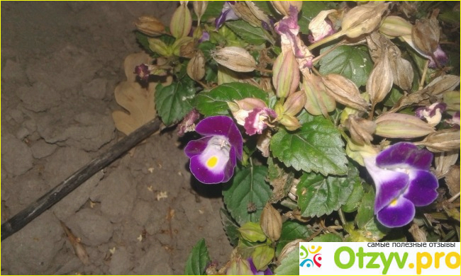 Торения (Torenia fournieri) фото10