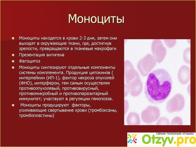 Повышенные моноциты. Моноциты повышены. Повышение моноцитов в крови. Моноциты повышены у женщины в крови причины. Повышение моноцитов в крови у женщин.