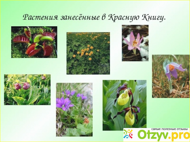Какие растения есть в красной книге России?
