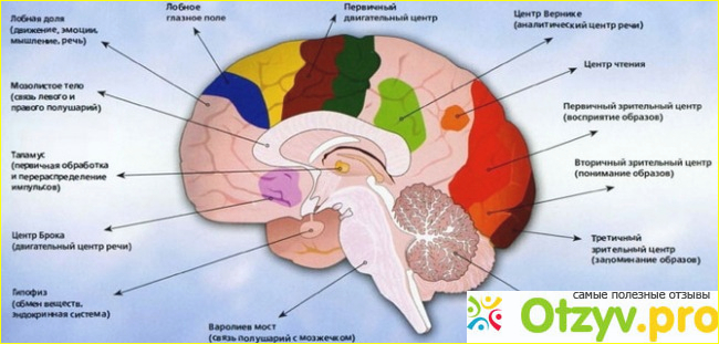 Отзыв о Функции отделов головного мозга