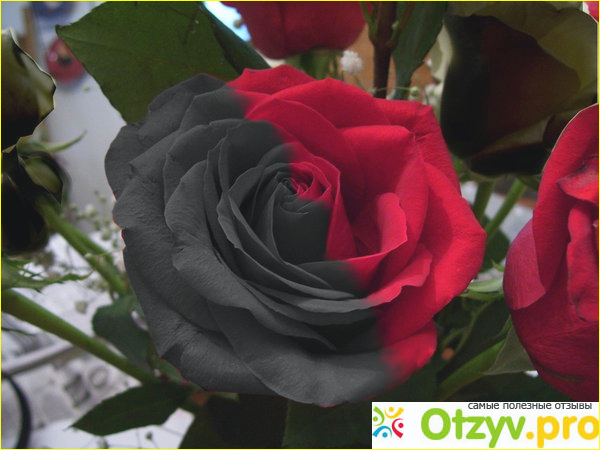 Фото цветы розы фото5