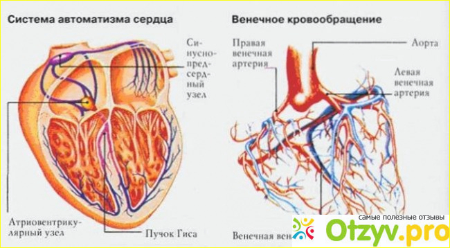 Рисунок сердца человека