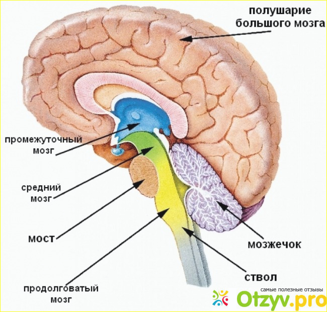 Функции отделов головного мозга