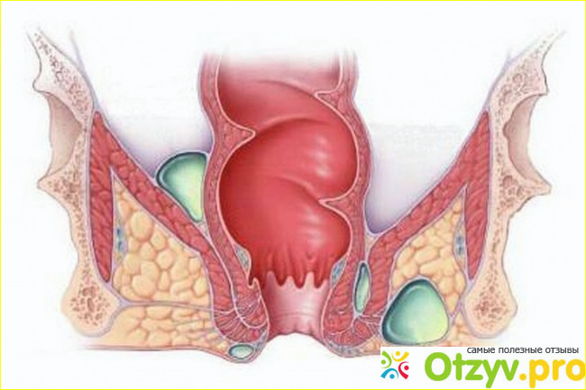 Строение ануса фото2