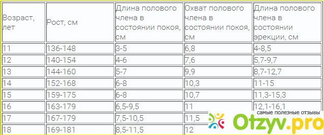 Во сколько лет растет пенис