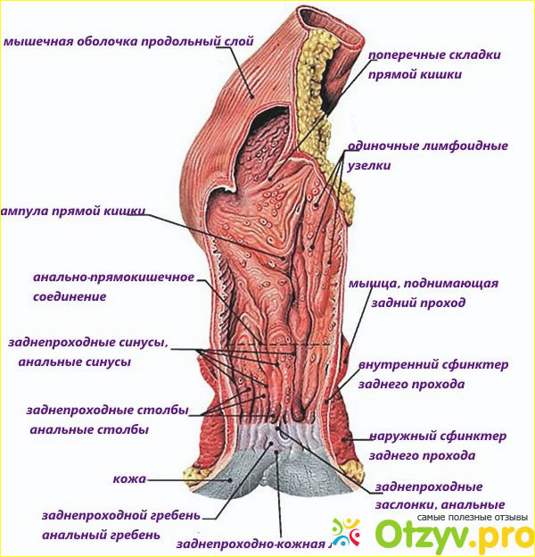 Отзыв о Строение ануса