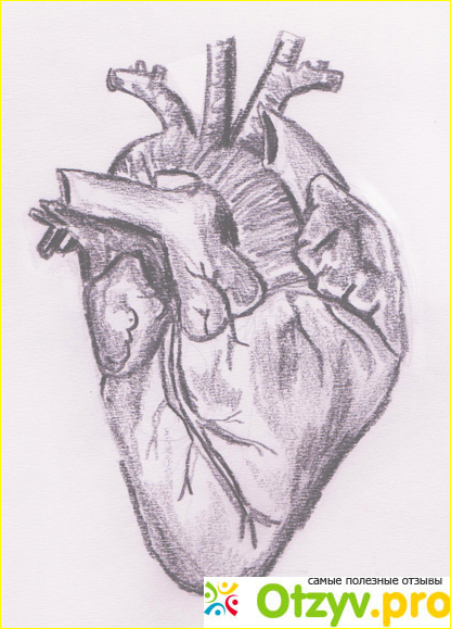 Сердце рисунок карандашом фото2