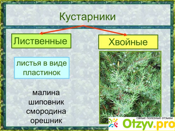 Крупные кустарники