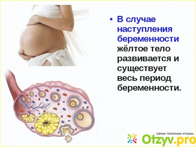 Желтое тело при беременности фото2