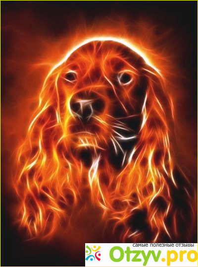 Положительные стороны Огненной Собаки