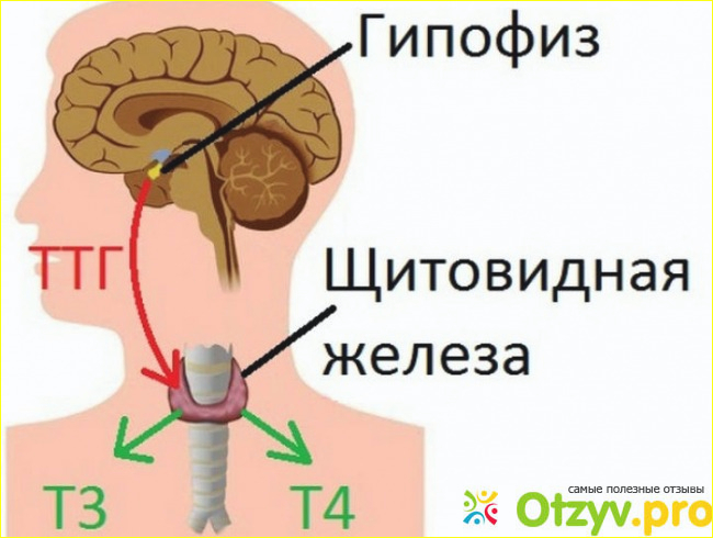 Гормональная диагностика.