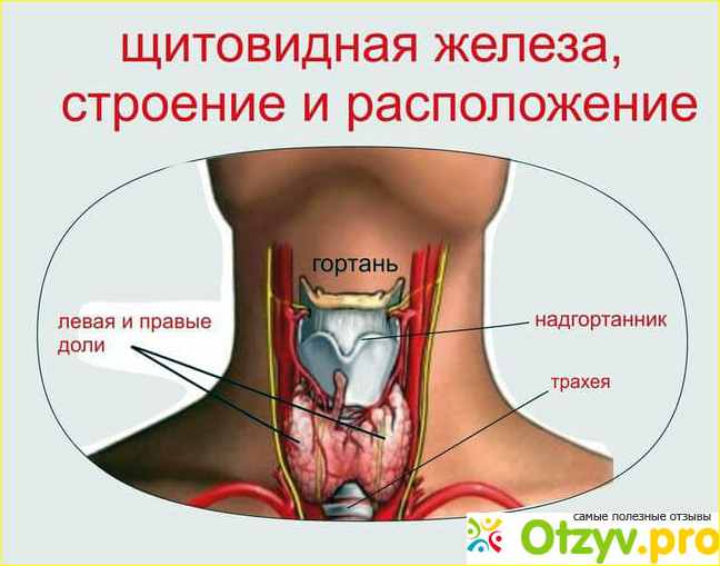 Заболевания щитовидной железы