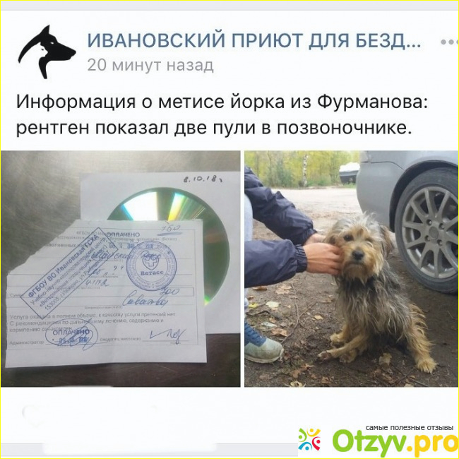 Проблема бездомных животных в Российских городах. 