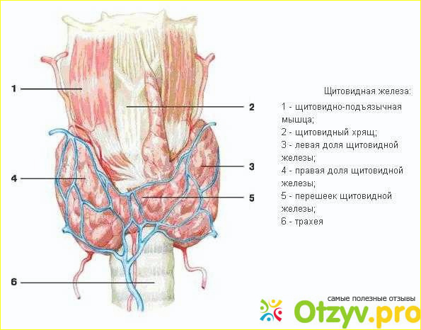 Гипоплазия щитовидной железы у женщин фото1