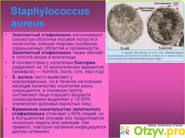 Семейство Staphylococcaceae.