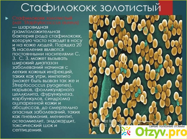 Staphylococcus aureus что это?