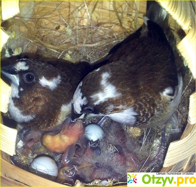 Ветеринарный уход за птицами