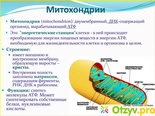 1) Что такое тиоктацид?