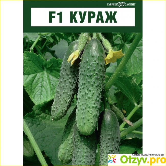 Сорт огурцов Кураж.