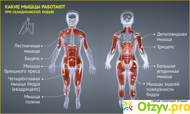 Скандинавская ходьба с палками для похудения отзывы фото1