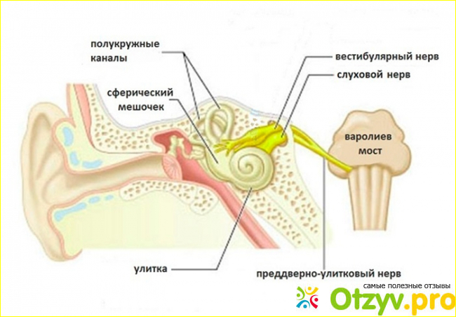 Преимущества лекарства для здоровья слухового аппарата: почему это не лохотрон и не развод