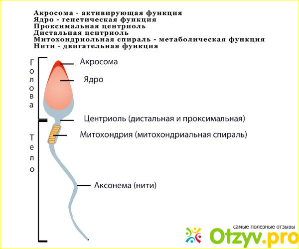 Отзыв о Бесплодие у мужчин: признаки и симптомы, причины