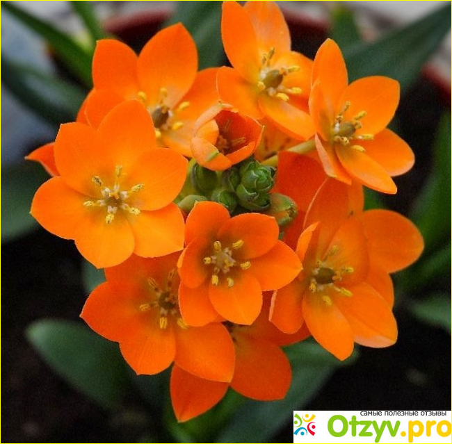 Недуги Ornithogalum.