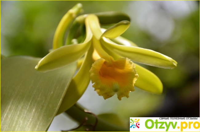 Выращивание ванильной орхидеи дома и уход.