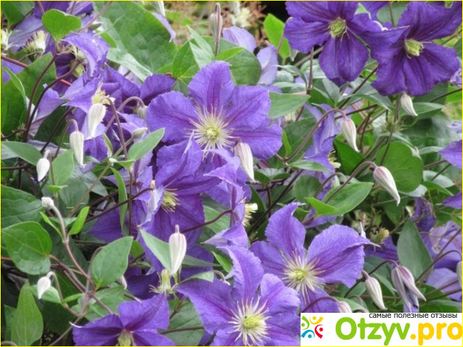 Clematis macropetala.