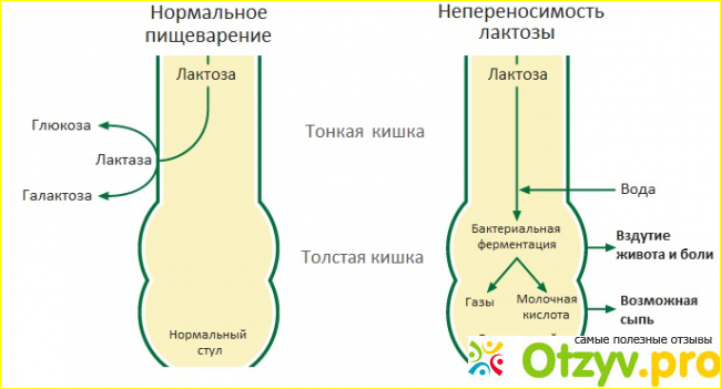 Цена и где купить