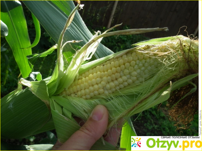 Технология выращивания кукурузы на даче из семян фото2