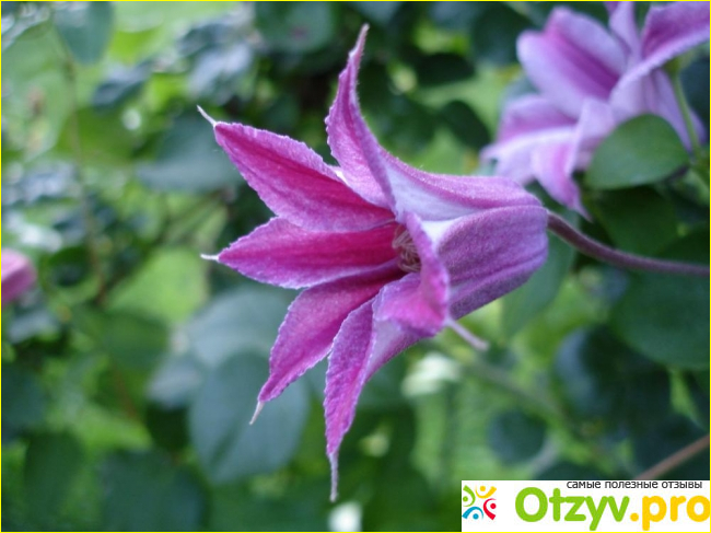 Филигранный и грациозный вьющийся Clematis alpina.