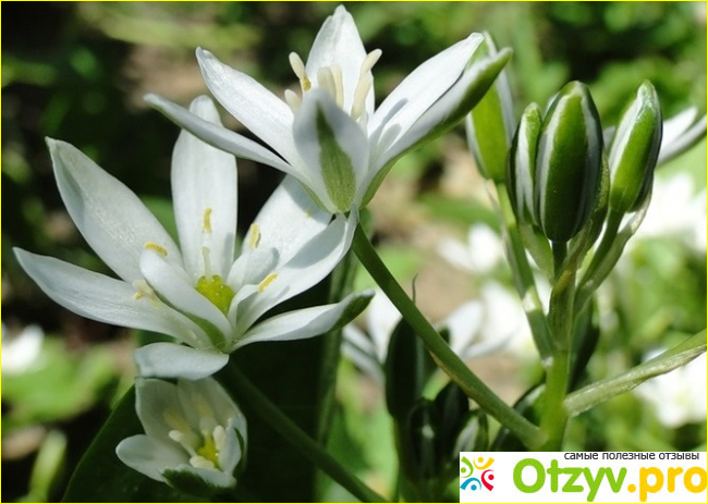 Если вы решили завести Ornithogalum дома.