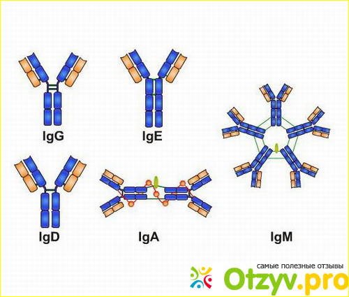 Иммуноглобулин фото1